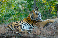 tiger body